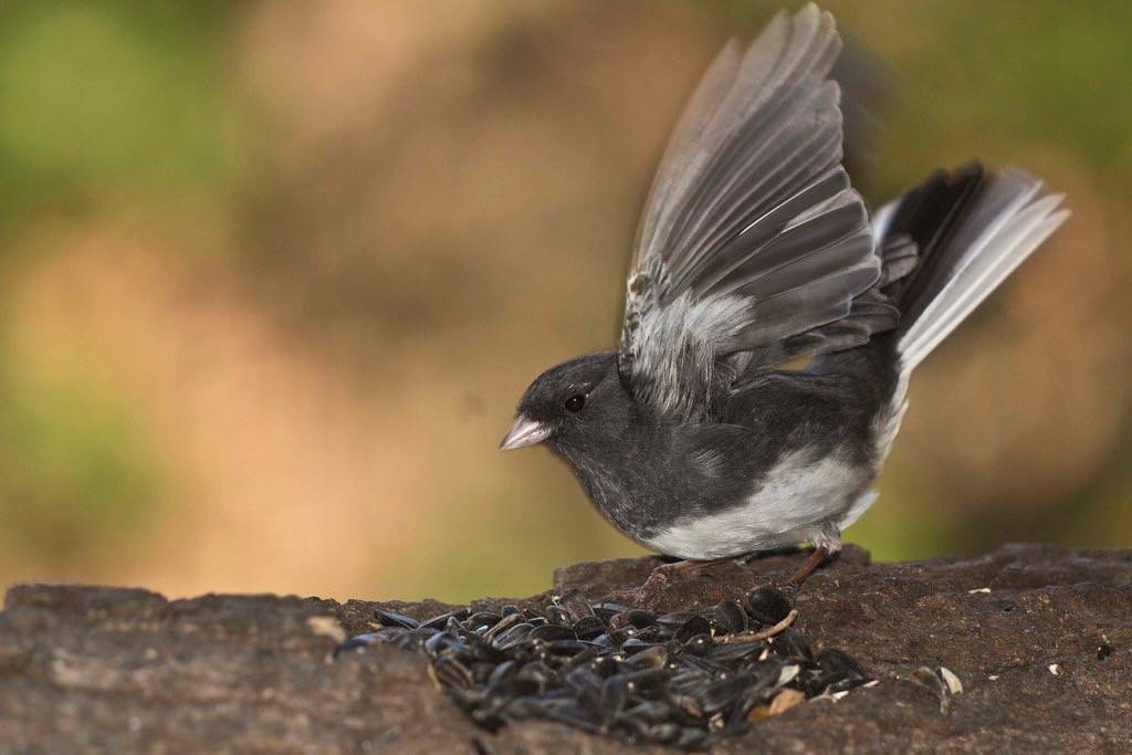 dark-eyed junco 1 by Anne Davis 773 is licensed under CC BY 2.0